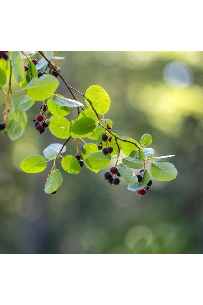 Ірга Slate характеристика 